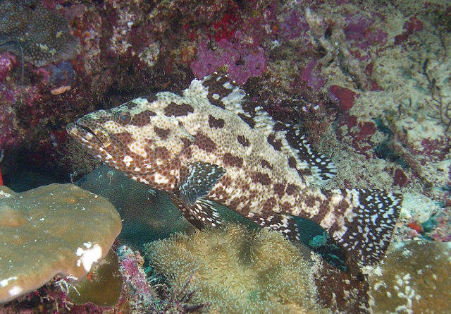 Epinephelus miliaris (Cernia indopacifica)